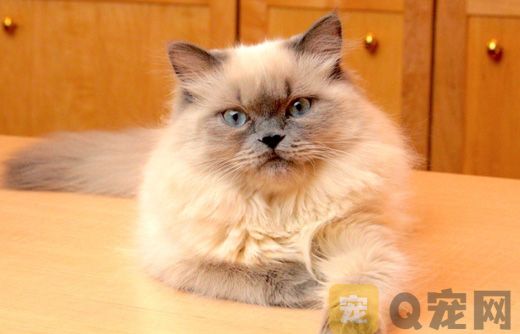 貓咪太熱了怎么降溫？